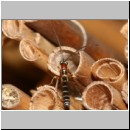 Perithous cf scurra - Schlupfwespe 10a 10mm.jpg